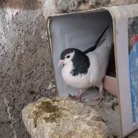 کبوتر جفتگاه چپ سینه ساده کلاق دم|پرنده|مشهد, حضرت حجت|دیوار