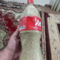 دانه روغنی