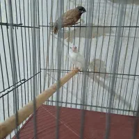 فنچ نرگسی شکلاتی با ۶تا جوجه .قناری مست|پرنده|شیراز, تندگویان|دیوار