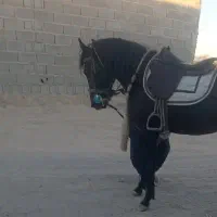 نریان کرد کهر