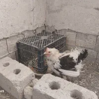 مرغ و خروس