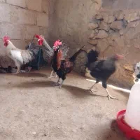 مرغ وخروس|پرنده|قشم, |دیوار