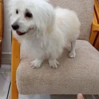 سگ شیتزو|سگ|بندر ماهشهر, |دیوار