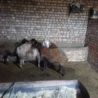 میش وبره|حیوانات مزرعه|طاغنکوه, |دیوار