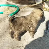 واگذاریسگسرابی|سگ|سراب, |دیوار