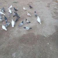 کبوترتکپر|پرنده|فراغی, |دیوار