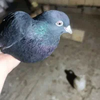 قره لوتی|پرنده|خسروشاه, |دیوار