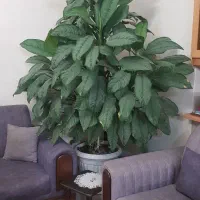 گل آکلونما هندوانه ای زیبا