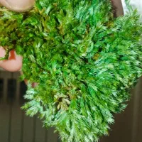 خزه،تراریوم،تنه،درختچه جاوید