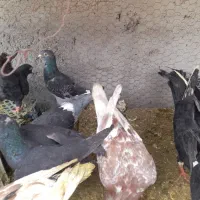 چندتاکفترجوانه پرشی  شهرک رجایی همه باهم دانه ۱۵۰