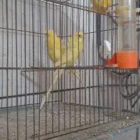 مرغ عشق امیدیه