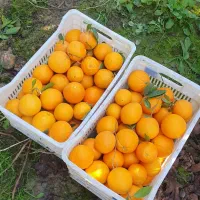 مرکبات تامسون لوکس