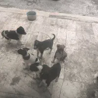 واگذاری حیوان