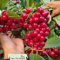 تولید و عرضه نهال البالو مجارستان