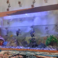 اکفاریوم و ماهی