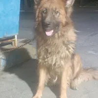 سگ ژرمن کینگ|سگ|قرچک, میرزائی جنوبی|دیوار