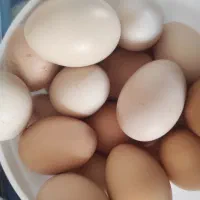 تخممرغمحلیتازه