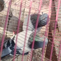 دو عددکبوتر کبود ماده ب شرط