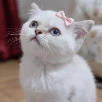 بریتیش گلدن پوینت