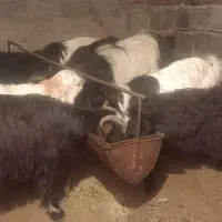 ۹راس|حراج|ملکان, |دیوار