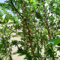 باغچه ۱۰۰۰متری