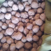 کلگ|گل و گیاه طبیعی|لردگان, |دیوار
