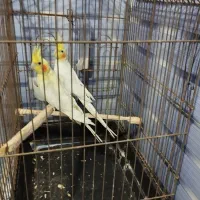 سه عدد لوتینو معاوضه با جفت لوتینو کار داده|پرنده|بشاریات, |دیوار