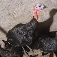 بوقلمون|حیوانات مزرعه|رضوانشهر, |دیوار