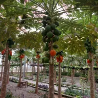 کانال دورهمی دوستانه سمت شرق