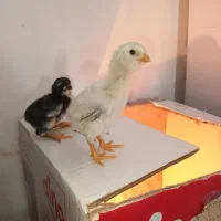 جوجه لاری