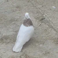 کبوتر طوقی ، هفت رنگ،گرگی ، بد رنگ|پرنده|اصفهان, محمودیه|دیوار