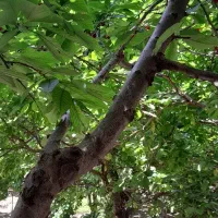 تور دوستانه باغی در اصفهان