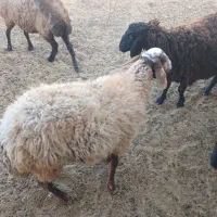 گوسفند زنده سرپا وزن ۵۵ بالا ۱۷ میلیون|حیوانات مزرعه|تهران, نیاوران|دیوار