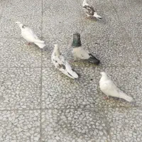 کبوتر|پرنده|مبارکه, |دیوار