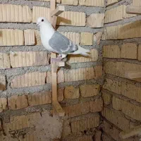 پلاکی طوقی زرد