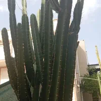 کاکتوس سه متری