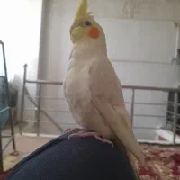 عروس هلندی رام