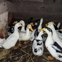 اردک دورگ گلپایگانی