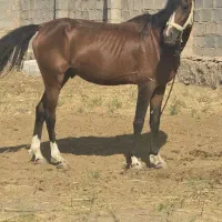 اسب|اسب و تجهیزات اسب‌سواری|ماکو, |دیوار