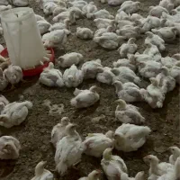 کار در مرغداری