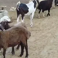 فروش دو عدد بز و سابرین نژدی و ورن|حیوانات مزرعه|نورآباد, |دیوار