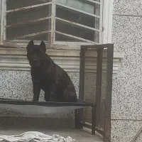 جای خواب سگ|لوازم جانبی حیوانات|نوشهر, |دیوار