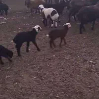 گوسفند جوان نر و‌میش ابستن  و بره دماوند گیلاوند