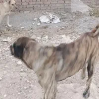 سگ عراقی|سگ|مراغه, |دیوار