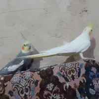 عروس هلندی|پرنده|کبودرآهنگ, |دیوار