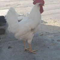 خروس سفید خوشگل|پرنده|الوند, |دیوار