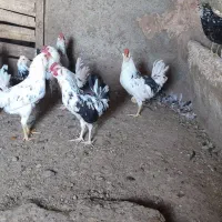 خروس گلین