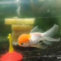 فروش فوری ماهی های گیاه خوار|ماهی|مهریز, |دیوار