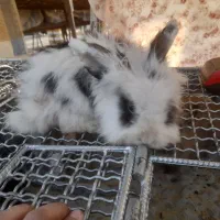 خرگوش لوپ|موش و خرگوش|قائن, |دیوار