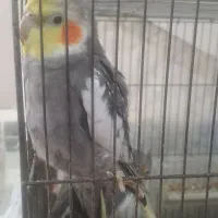 دو عدد عروس هلندی یکساله